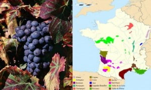 GrapeRegion-e1313112074829