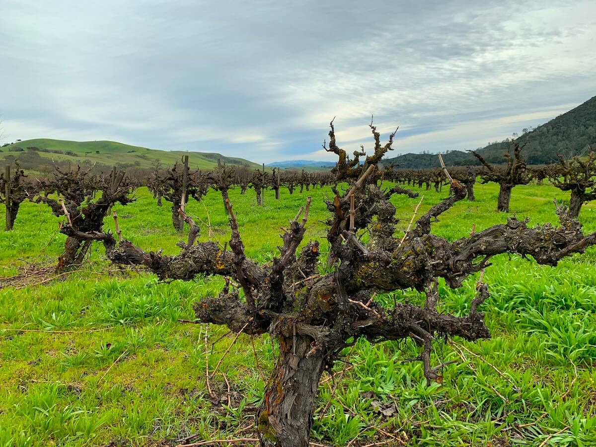 Wirz Vineyard